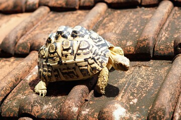 Sulcata also named African spurred tortoise, Centrochelys sulcata. Pardalis Babcocki Leopard...