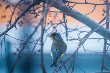 greenfinch bird sitting on a branch