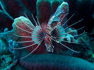 Lionfish 
