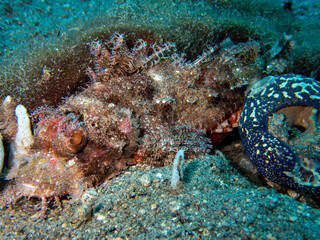scorpionfish 