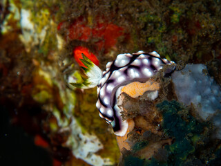 Nudibranch 