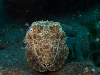 Broad club Cuttlefish 