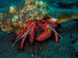 Hermit Crab