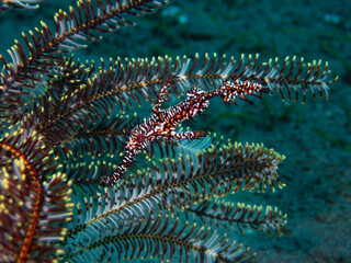 Ornate Ghost Pipefish 