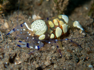 Anemone Shrimp