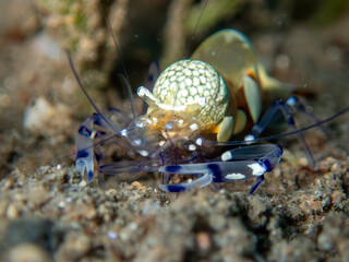 Anemone Shrimp