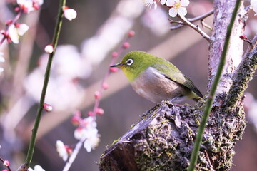 梅の枝にとまるメジロ