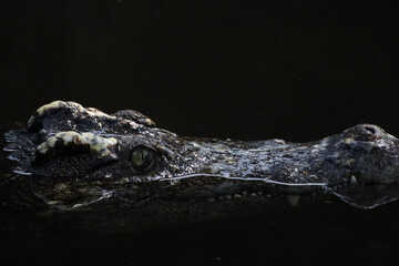 Close up head the crocodile on the blackriver