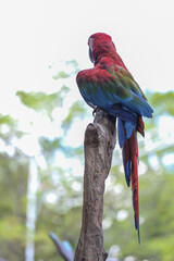 Close up the red macaw parrot bird in garden