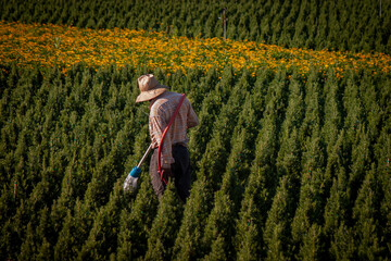 Horizontal image of a field worker watering small pine trees at a nursery wearing a straw hat