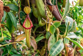Carnivorous Nepenthes plant, fascinating predator, showcases its unique pitcher shaped traps. With...