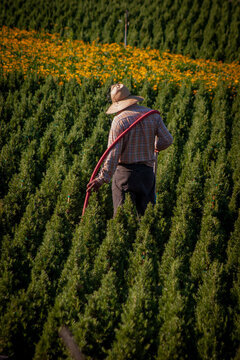Vertical image of a field worker watering small pine trees at a nursery wearing a straw hat