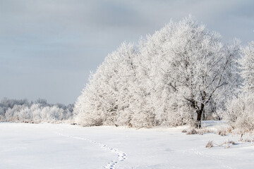 Obraz na płótnie Canvas Snow-covered trees, winter landscape. Trees Natural background.