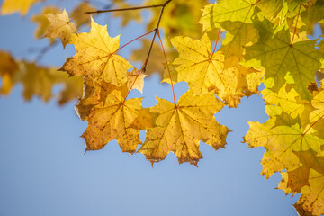 Naklejka na ściany i meble Yellow autumn leaves close-up against the sky, autumn landscape