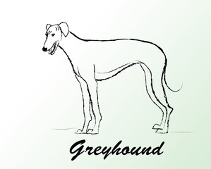 Greyhound dog silhouette line art minimalist drawing sketch concepts icon vector image design artwork AI stock image