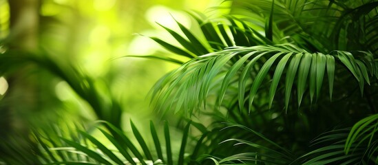 Small Palm Plant: A Delicate Green Oasis with Small Palm Plantation Bliss