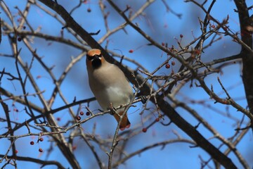 ヒレンジャクとキレンジャク