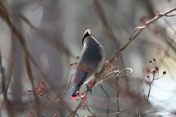 ヒレンジャクとキレンジャク