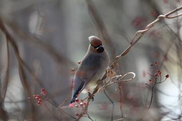 ヒレンジャクとキレンジャク