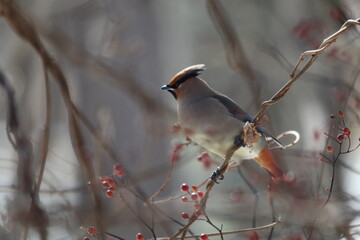 ヒレンジャクとキレンジャク