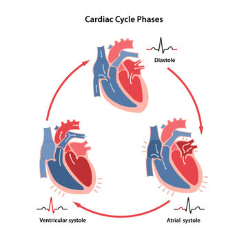 Scheme of the phases of the cardiac cycle with their phases on the cardiogram. Circulation of blood through the heart. Vector illustration in flat style