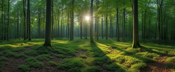 Summer Forest Panorama Trees Green Grass, Wallpaper Pictures, Background Hd