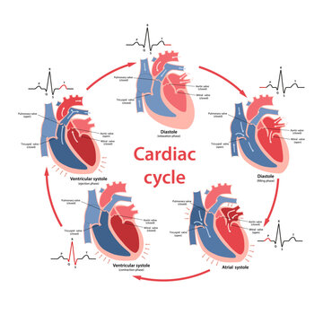Diagram of the phases of the cardiac cycle with their phases on the cardiogram with main parts labeled. Circulation of blood through the heart. Vector illustration in flat style