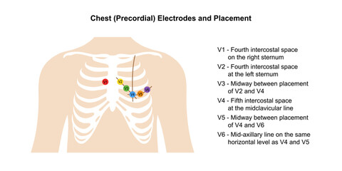 Electrocardiogram. Chest (Precordial) Electrodes and Placement with main parts labeled. Heart cardiogram. Vector illustration in flat style isolated on white background