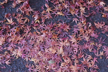 秋の風景　もみじ　落ち葉