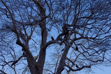 カラスのねぐら