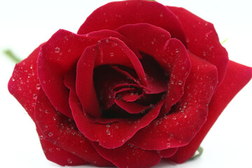 Red rose and water drops.
