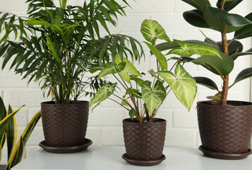 Different plants in home. Domestic life concept on light background