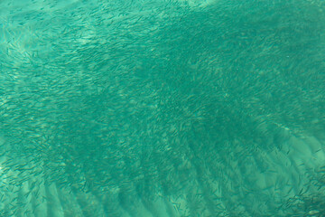 The surface of the Adriatic Sea, Emerald water and a school of fish. Montenegro. Soft focus.