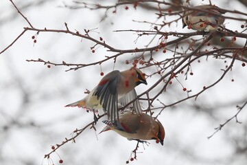 ヒレンジャクとキレンジャク