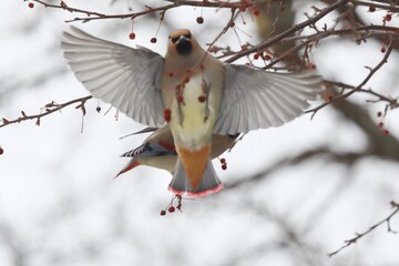 ヒレンジャクとキレンジャク
