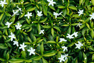 Closeup white Gardenia crape jasmine flower background