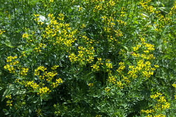 blooming ruta graveolens in garden