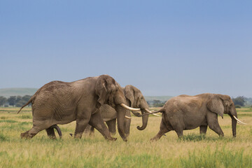 Wielkie słonie na afrykańskiej sawannie w Amboseli Kenia - obrazy, fototapety, plakaty
