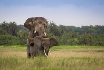Miłośc słoni na afrykańskiej sawannie