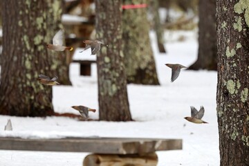 ヒレンジャクとキレンジャク