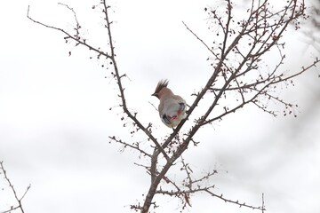 ヒレンジャクとキレンジャク