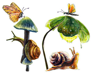 Two cute snails under a leaf and a mushroom. Watercolor drawing isolated on white background.
