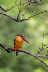 Close up image of Stork-billed kingfisher perching on the tree.