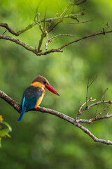Close up image of Stork-billed kingfisher perching on the tree.