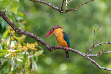 Close up image of Stork-billed kingfisher perching on the tree.