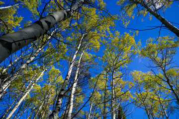 Embrace the serene beauty of birch trees in an upward perspective. The delicate branches create a tranquil canopy, reaching for the sky in harmonious elegance. BC, Canada.