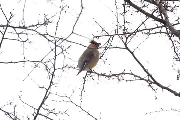 ヒレンジャクとキレンジャク