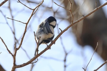 シジュウカラ