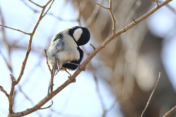 シジュウカラ
