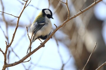 シジュウカラ